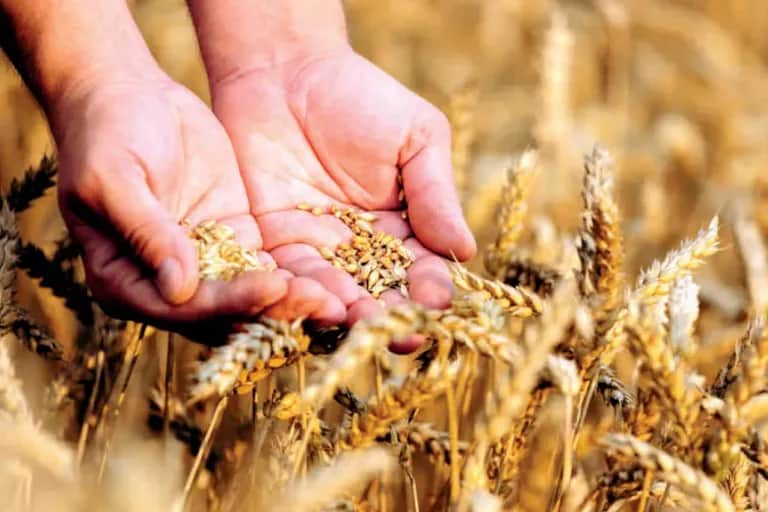 Souveraineté alimentaire : mythe ou objectif atteignable ?