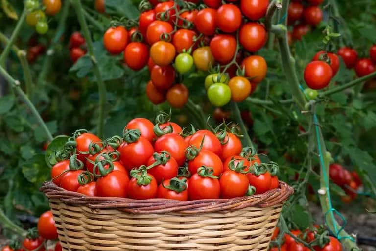 Exportations agricoles : les tomates marocaines génèrent 115 millions d’euros en Espagne