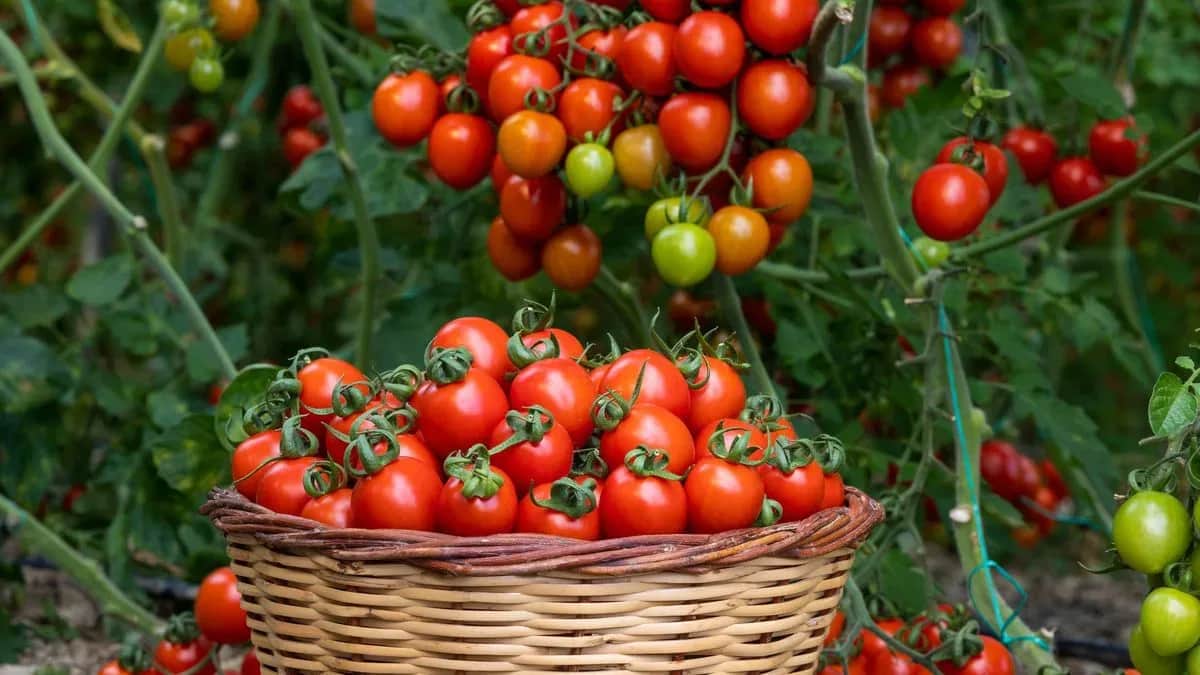 Exportations agricoles : les tomates marocaines génèrent 115 millions d’euros en Espagne