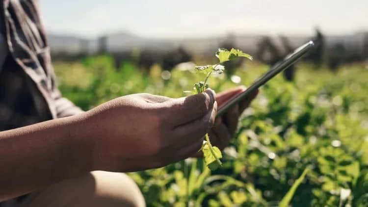 Agritech : la donnée, nouvel engrais de l'agriculture marocaine