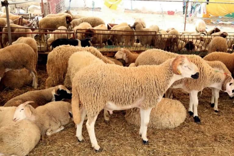 Aïd Al-Adha: flambée persistante des prix en dépit d’une offre excédentaire