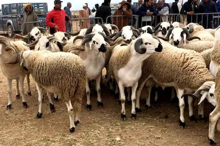 Aïd Al-Adha 2024 : 5,8 millions de têtes d'ovins et de caprins identifiées