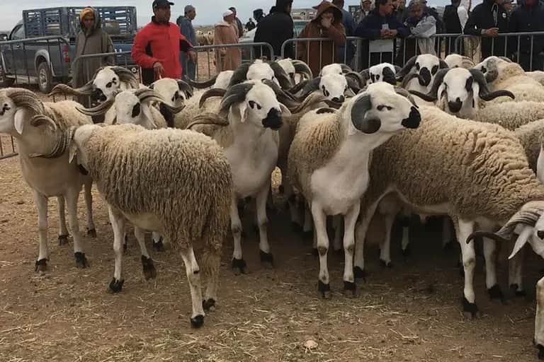 Aïd Al-Adha: l’offre suffisante n’a pas suffi à infléchir les prix