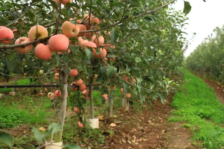Campagne agricole 2022-2023 : le chiffre d'affaires prévisionnel des filières arboricoles d'automne estimé à 21 milliards de DH