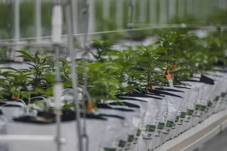 Cannabis au Maroc: le plan d'action de l'Agence nationale pour l'année 2022 discuté