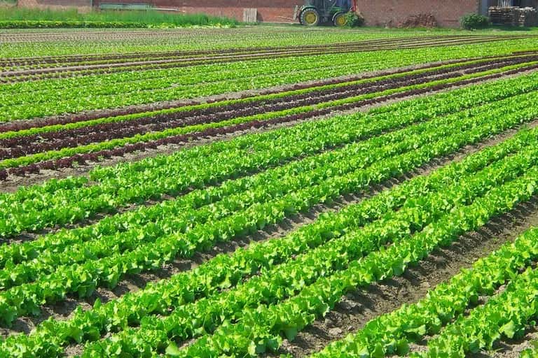 Cultures printanières: les superficies dédiées en nette baisse par rapport à la normale