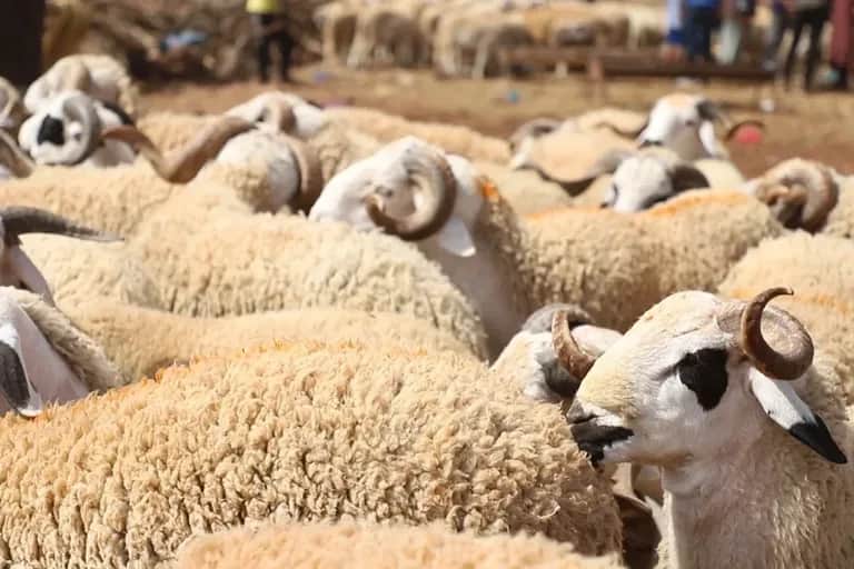 Aid Al-Adha: les dépenses des ménages estimées à plus de 18 milliards de DH