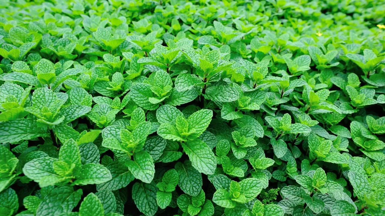 Filière menthe: une activité de niche à fort potentiel de développement