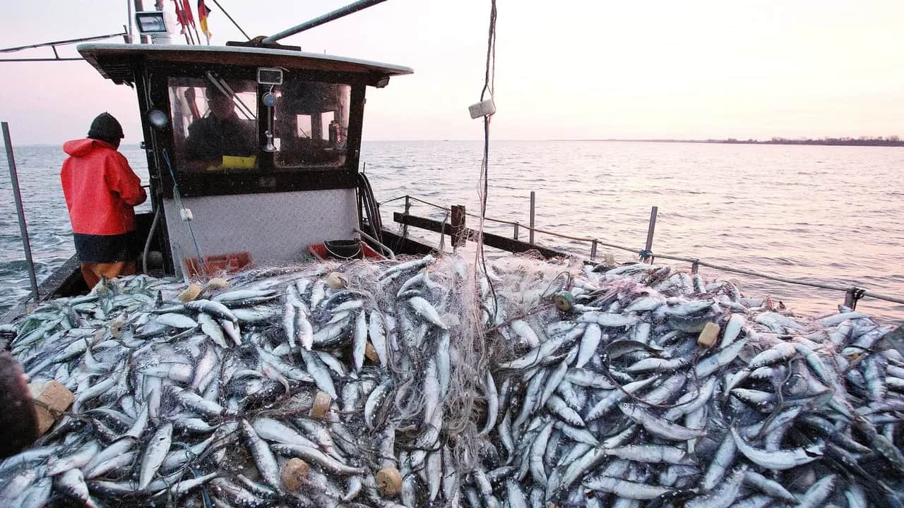 La FPM et la CNSS discutent d'un statut social particulier pour les marins pêcheurs