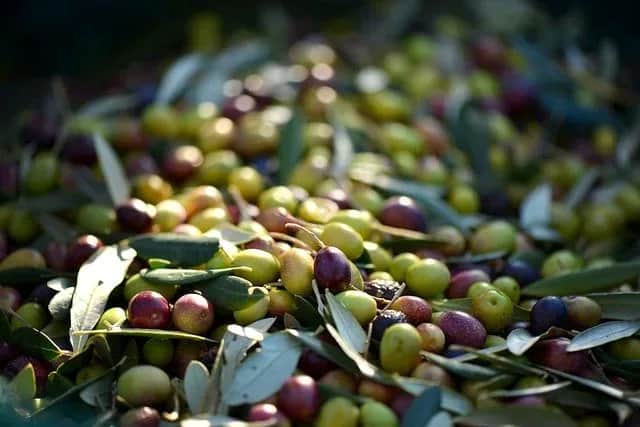 Oléiculture: des récoltes prévisionnelles en hausse de 21%