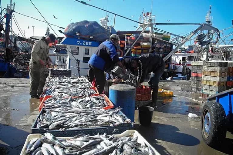 Pêche côtière et artisanale : hausse des volumes débarqués sur la Méditerranée, recul au niveau national