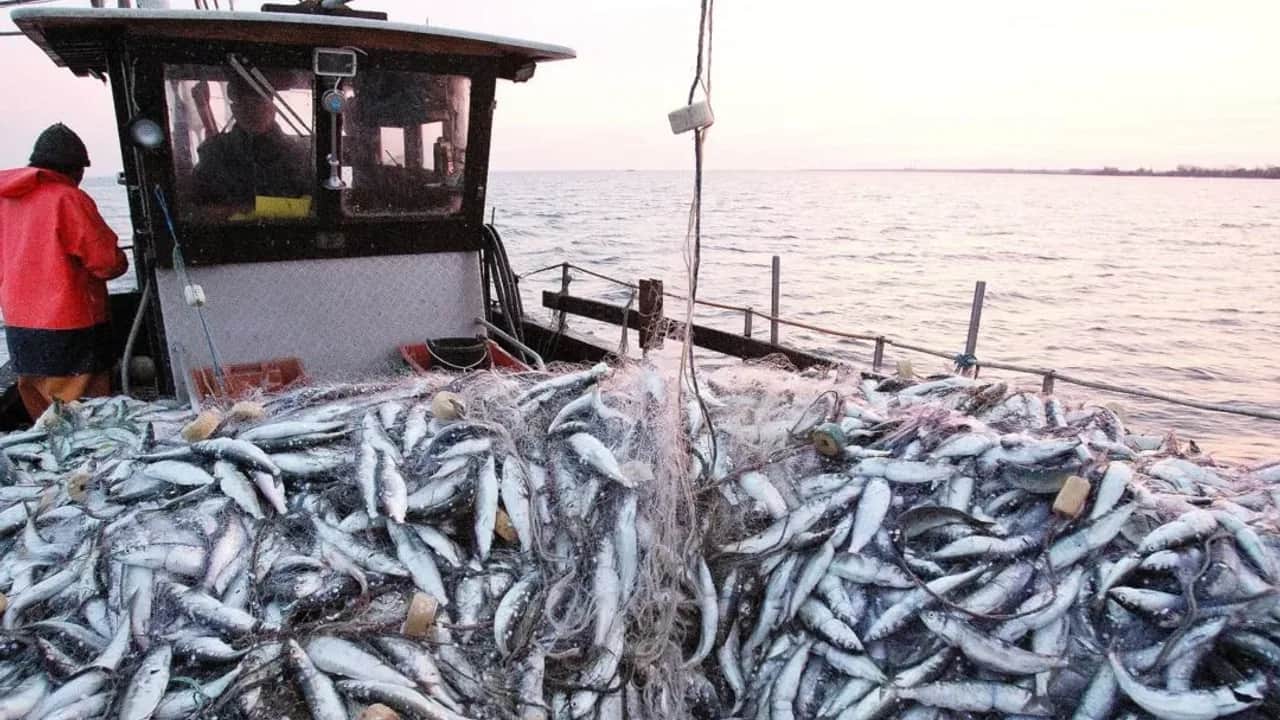 Pêche: hausse de la valeur des produits commercialisés de 29% à fin octobre