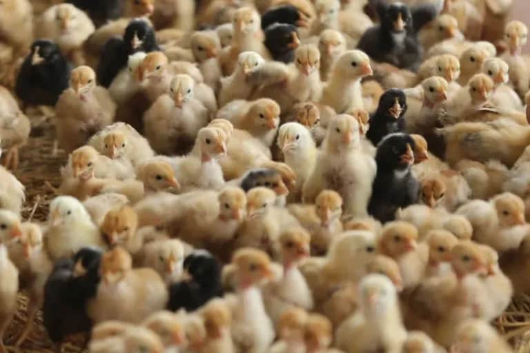 Poulets de chair: la pénurie de poussins dévoile un problème structurel du secteur