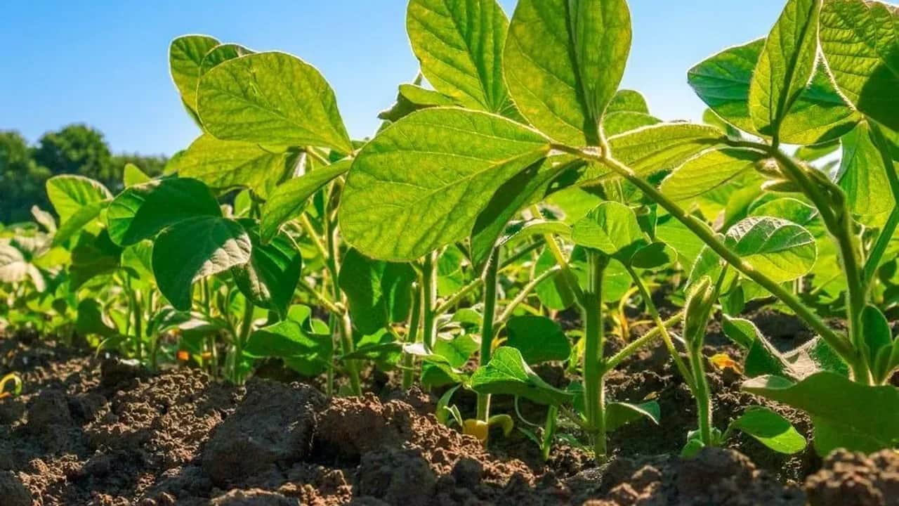 Reconversion des cultures céréalières: pourquoi le programme a besoin d’un nouveau dispositif d’accompagnement