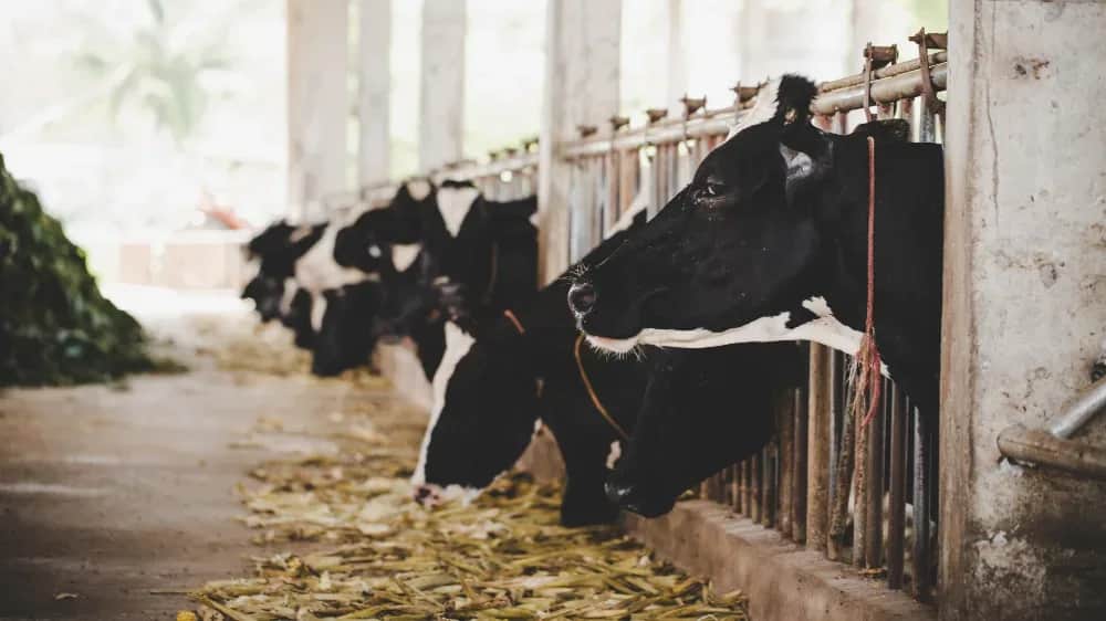 Viandes rouges: la filière aura son 3ème contrat-programme