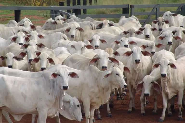 Viandes rouges: la sécheresse a mis à nu les faiblesses de la filière