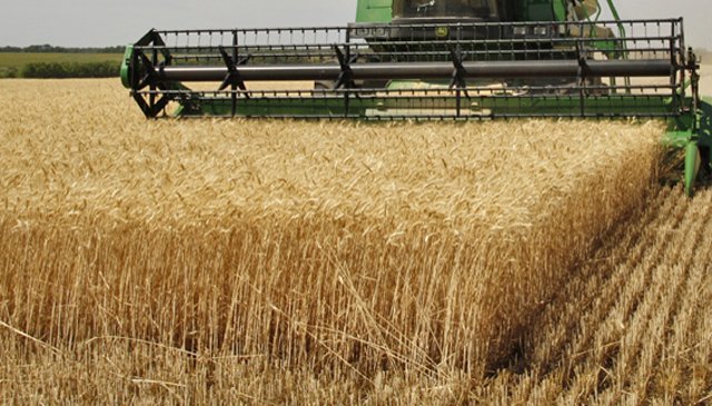 droit d’importation du blé est passé de 30% à 135%