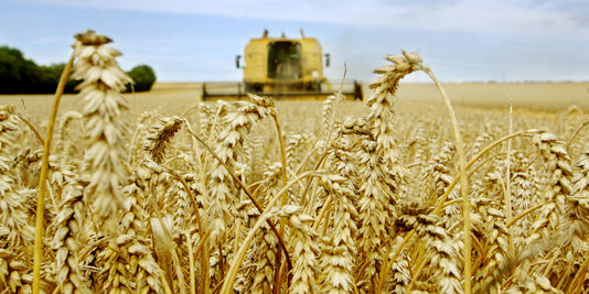 Cours des matières premières : blé tendre en hausse, sucre et phosphates en baisse