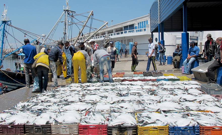 ONP : Hausse de 5% des débarquements de la pêche côtière et artisanale à fin août 2017