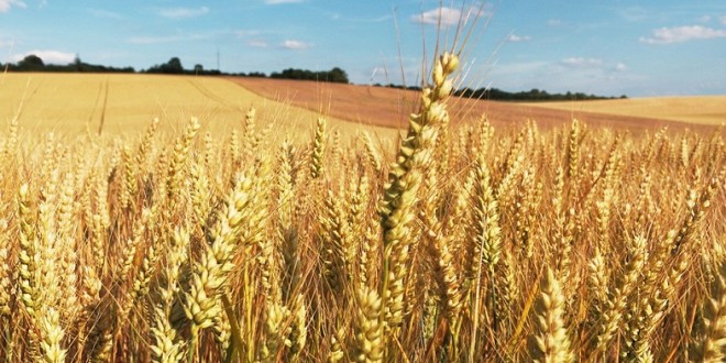 La taxe d’importation du blé tendre passera de 135% à 30% dès le 1er décembre