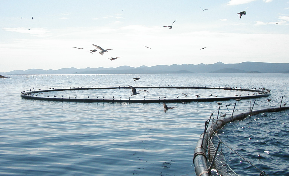 Aquaculture : le Maroc à la traîne