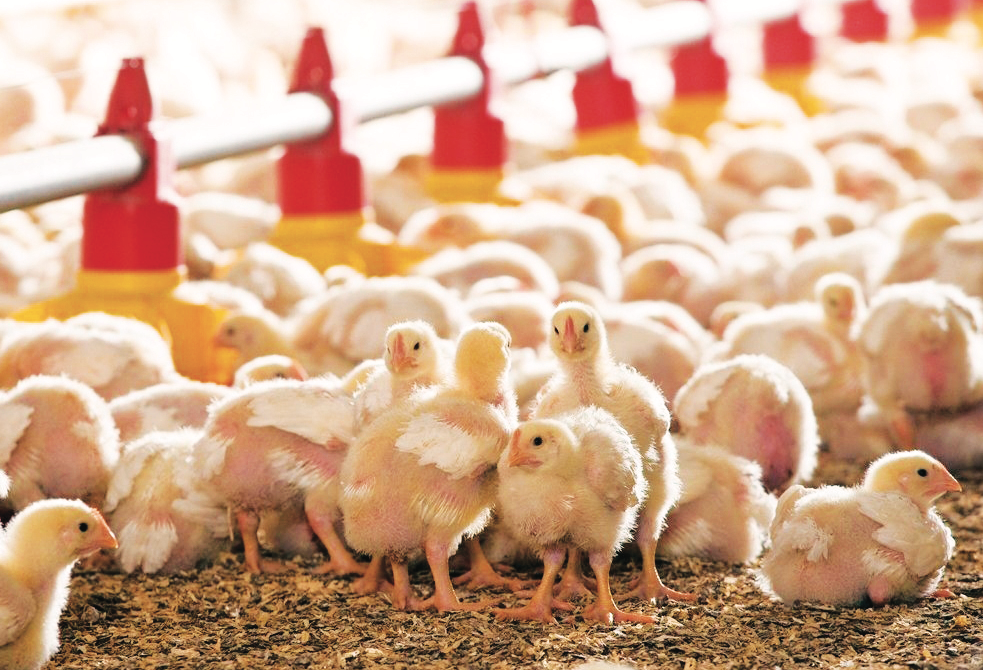 Prix des produits avicoles : l’instabilité, point noir du secteur
