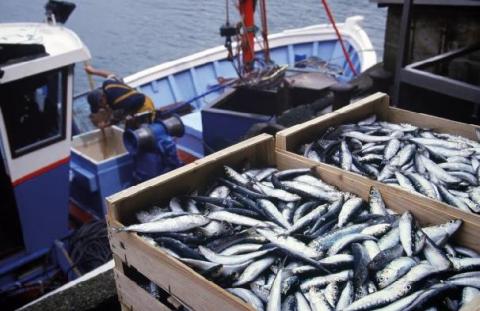 Le Maroc va négocier un nouvel accord de pêche avec l'UE