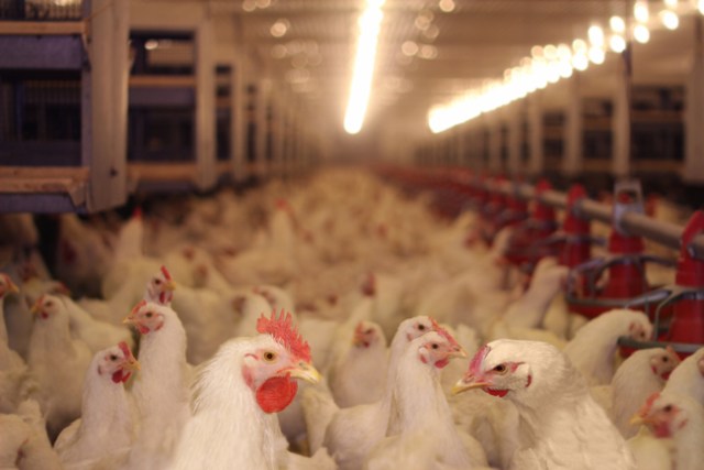 Tanger : Rencontre sur la situation et les perspectives du secteur avicole