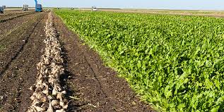 La FIMASUCRE et la CIMR : Un projet de retraite des agriculteurs agrégés producteurs des plantes sucrières