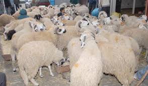 L'ONSSA lance une opération d'identification des ovins et caprins destinés à l'abattage lors de l'Aid Al Adha