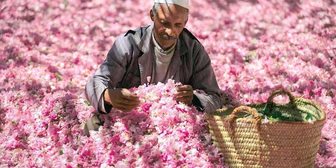 Tinghir: la production de la rose à parfum estimée à 3000 T