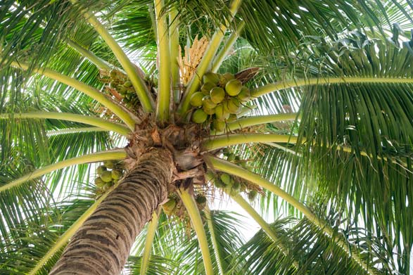 Modèle de croissance : Il faut secouer le cocotier
