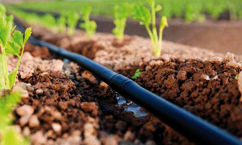 Irrigation localisée : le Fonds de développement agricole mobilisera 1,67 MMDH en 2019