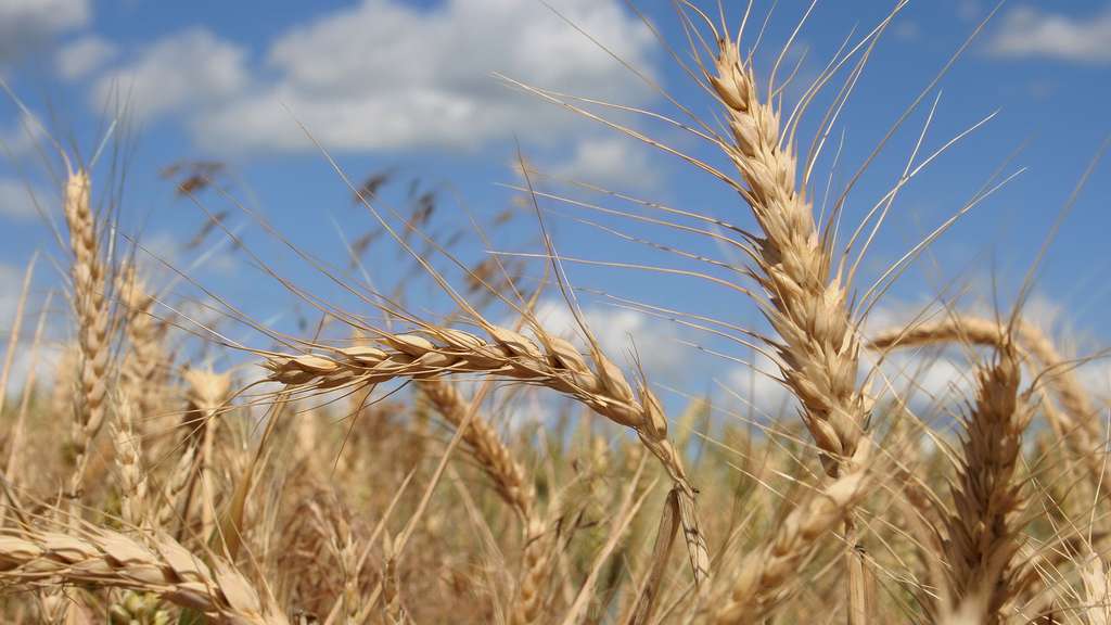 Suspension de l'application des droits à l'importation sur le blé tendre