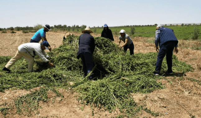 Économie Maroc - L'ONSSA: destruction des champs non conformes