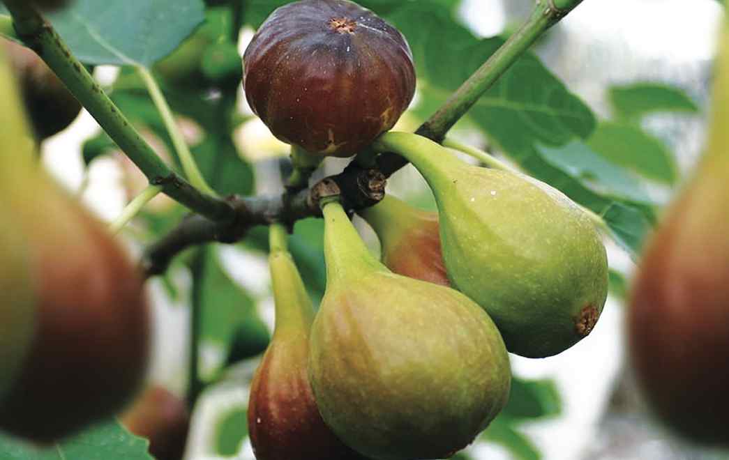 Filière des figues : De fortes potentialités à saisir