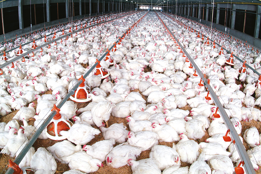Covid-19: Le secteur avicole poursuivra son activité "normalement"