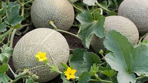 Filière melons: La superficie a progressé de 67% en dix ans
