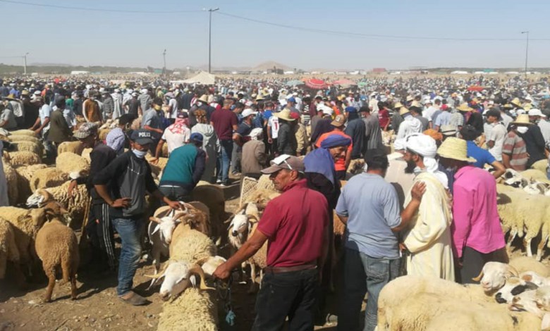 Covid-19 Maroc/Aid Al-Adha : Sept souks de bétail fermés pour non-respect des mesures sanitaires