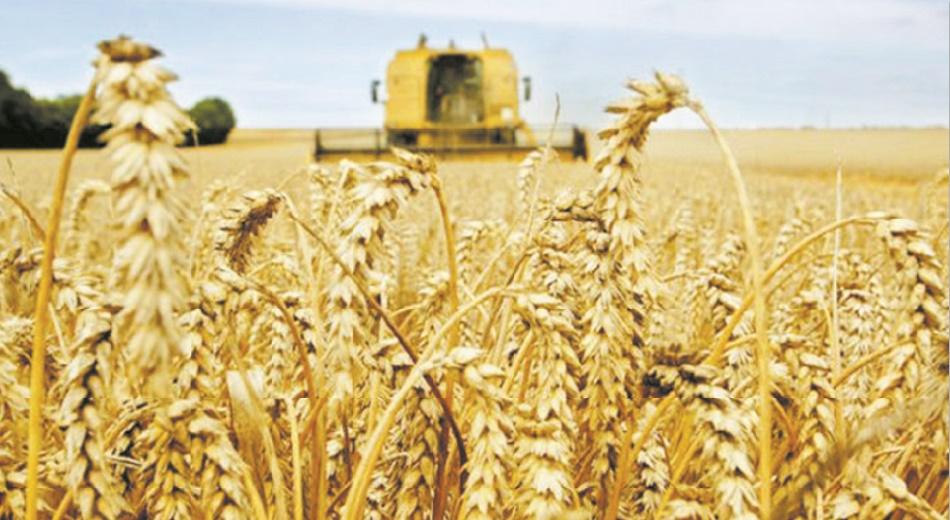 Céréales : progression de 49,8% des importations à fin juillet