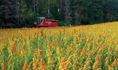 Culture du quinoa : Résultats positifs pour les projets pilotes