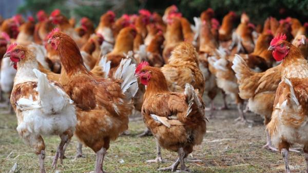 La FISA s'explique sur l'augmentation des prix des viandes de volailles