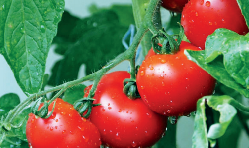 Tomates : La filière maintient le cap