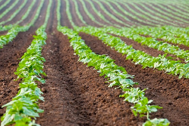 ORMVA-Gharb: La stratégie agricole "Génération Green 2020-2030" au centre du plan d'actions 2021