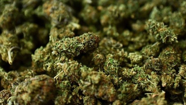 La légalisation du cannabis au menu du prochain Conseil du gouvernement