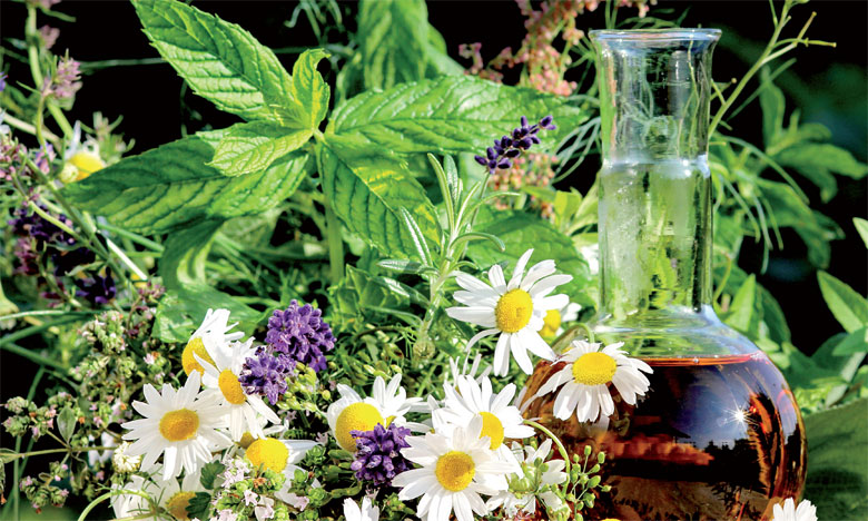Plantes médicinales et aromatiques: nouvel élan pour la filière