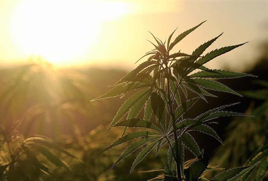 Le Conseil de gouvernement adopte le projet de loi sur le cannabis