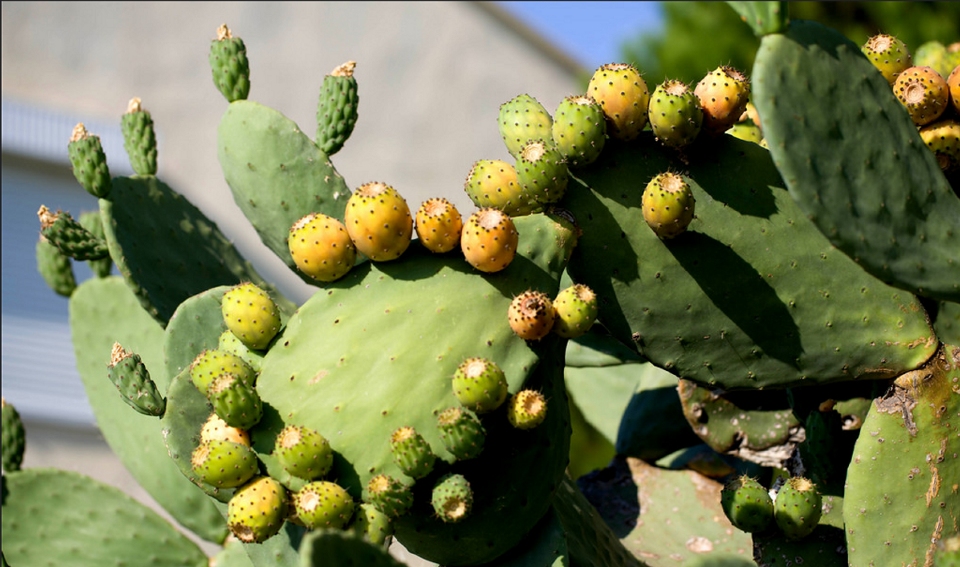 Filière cactus: la lutte contre la cochenille se poursuit