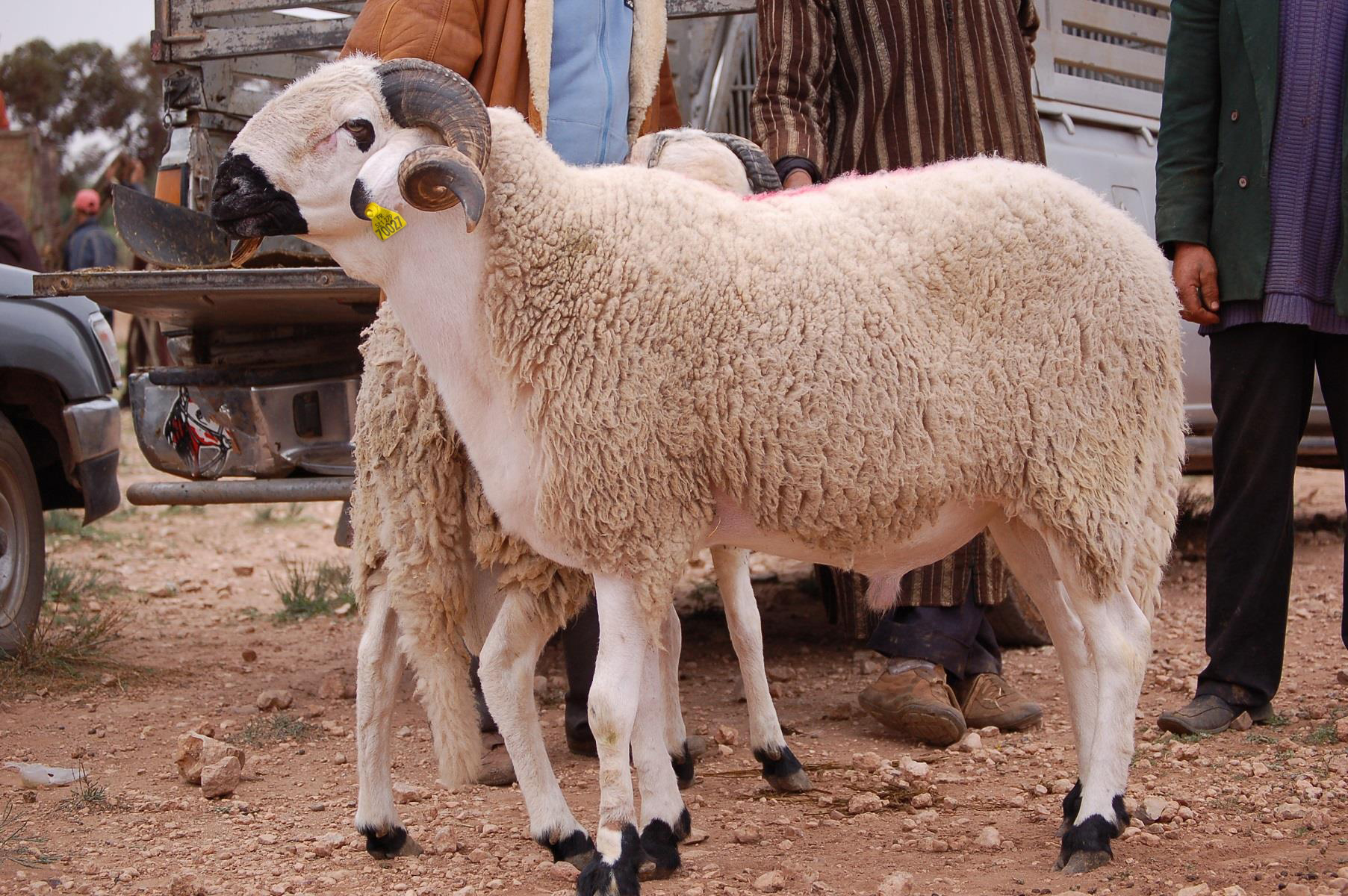 Aïd al-Adha 1442 : 5,8 millions de têtes d'ovins et caprins identifiés jusqu'au 17 juin 2021
