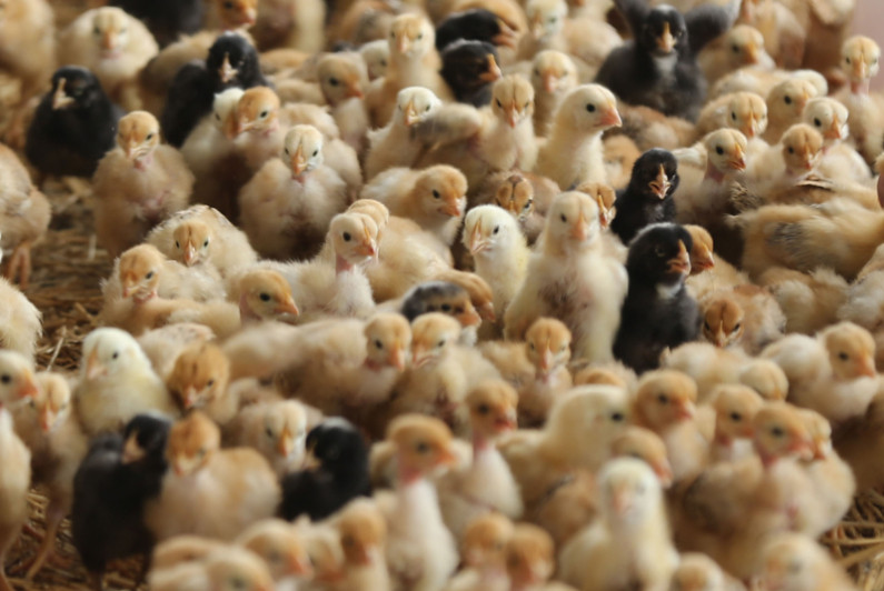 Poulets de chair: la pénurie de poussins dévoile un problème structurel du secteur